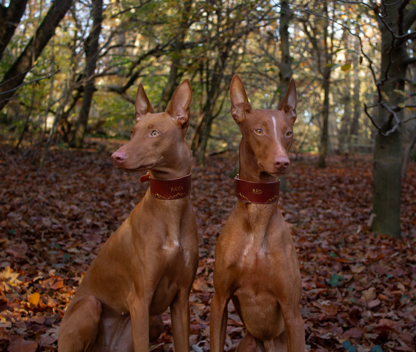 The Houndy Leather Collar