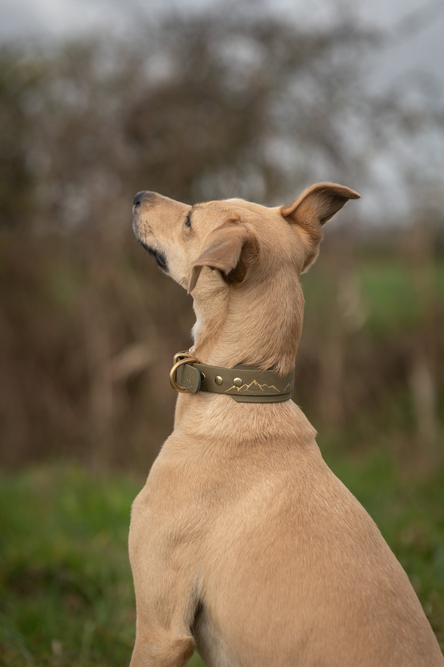 The Biothane Hound Collar