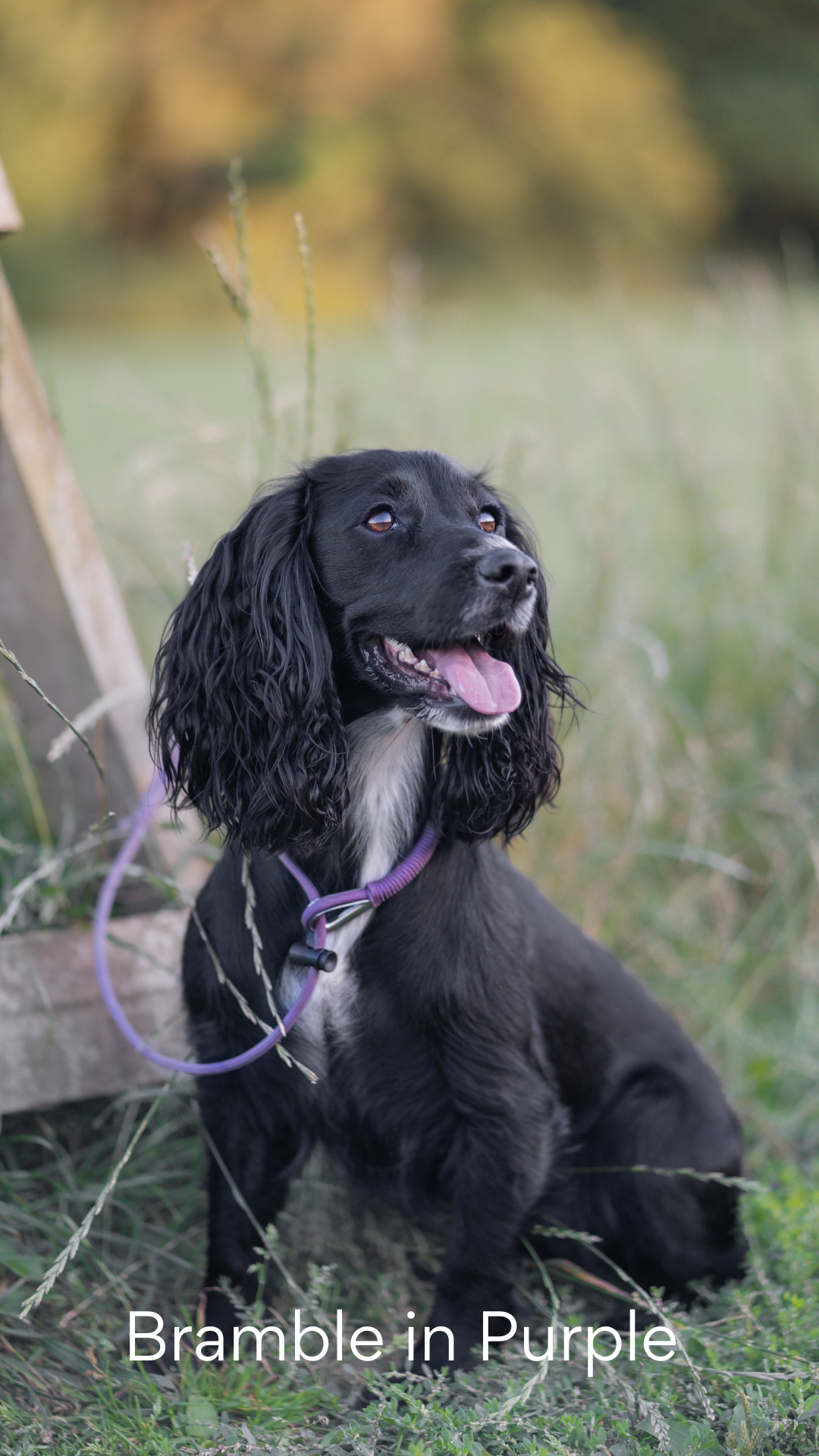 The Spaniel Slip Lead