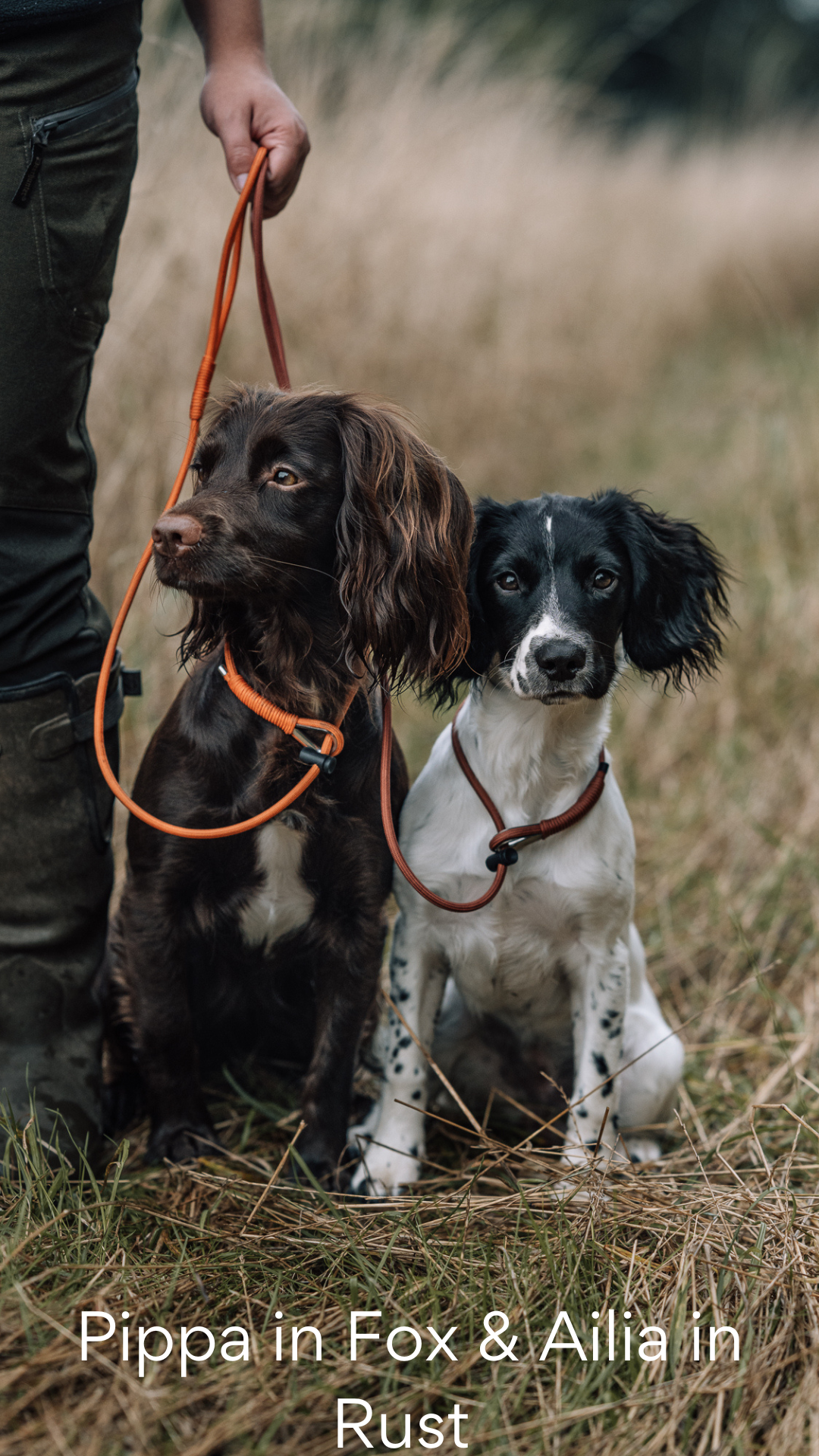 The Spaniel Slip Lead