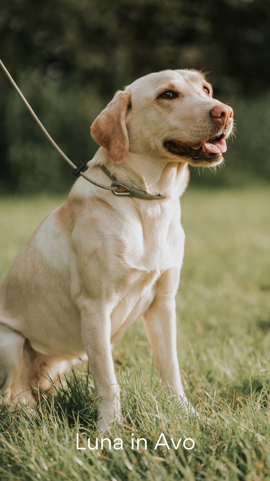 The Spaniel Slip Lead