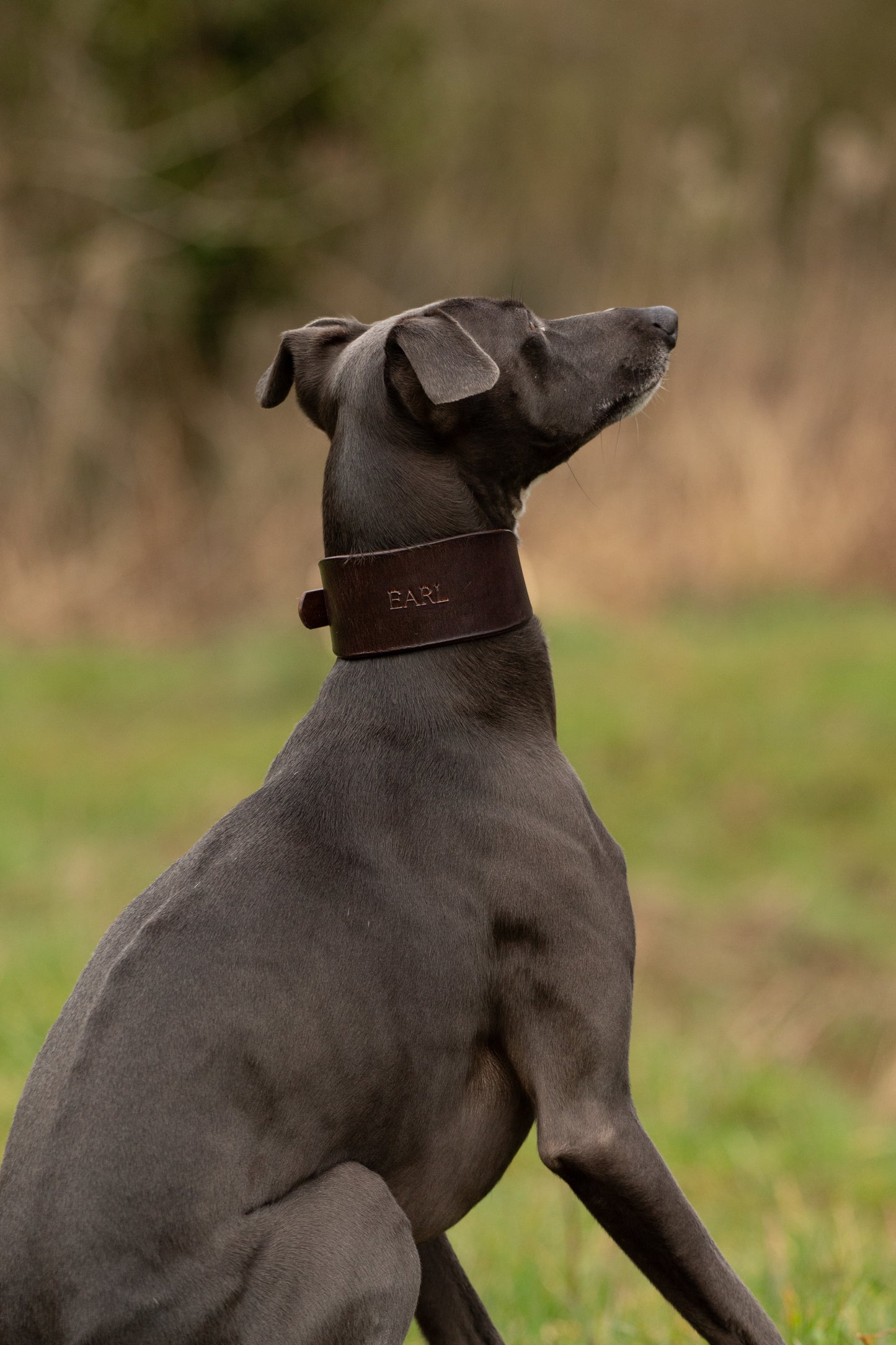The Houndy Collar
