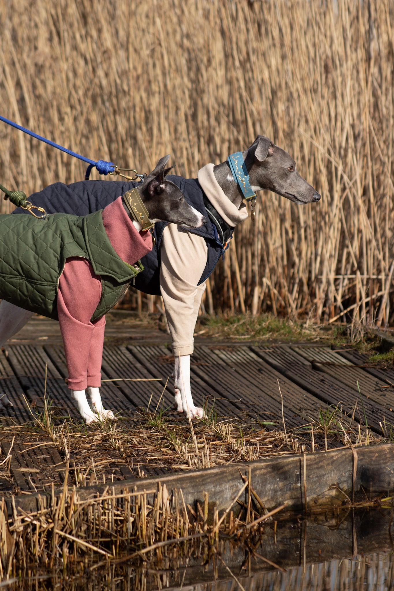 The Biothane Hound Collar