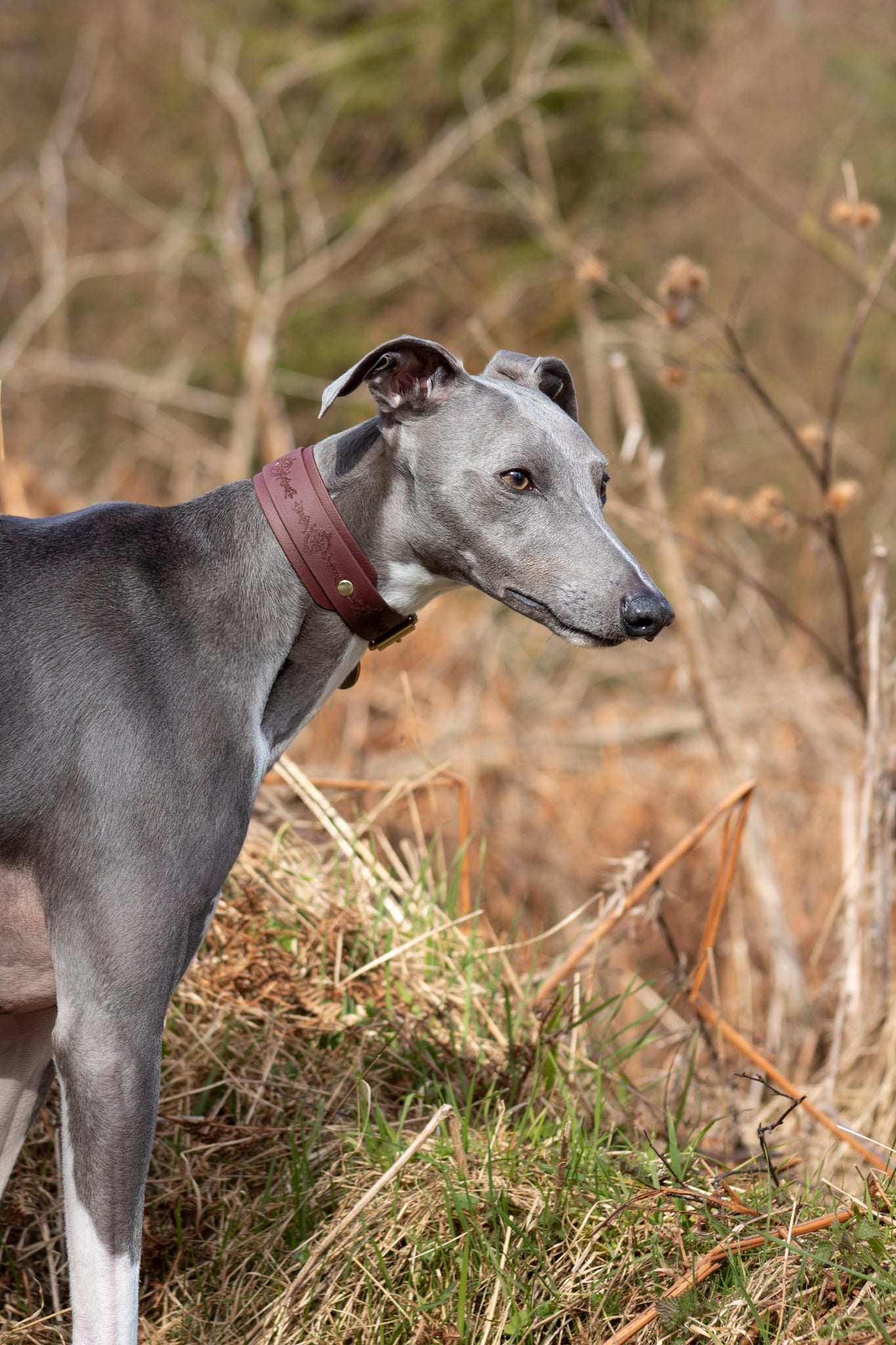 The Biothane Hound Collar