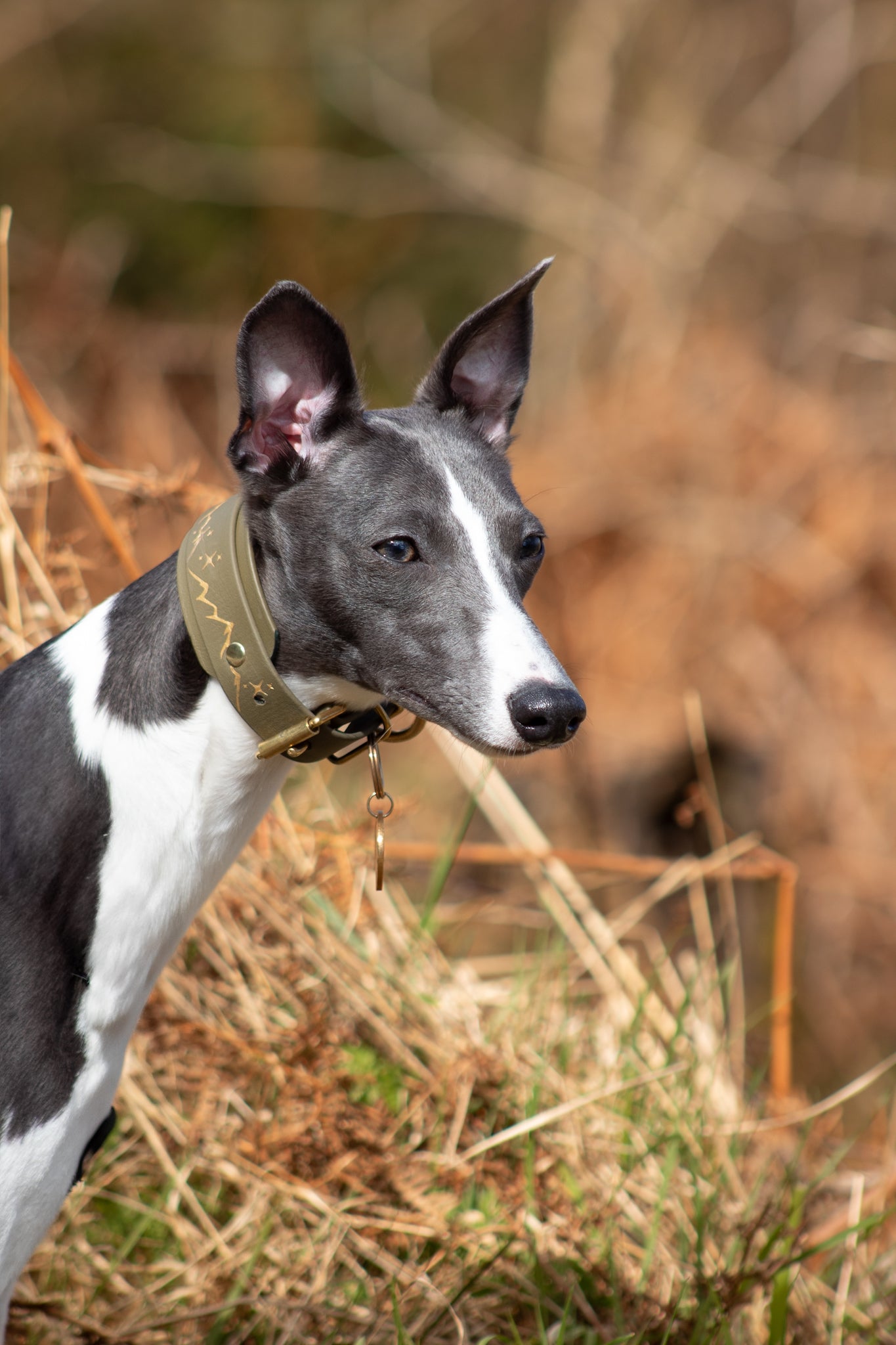 The Biothane Hound Collar