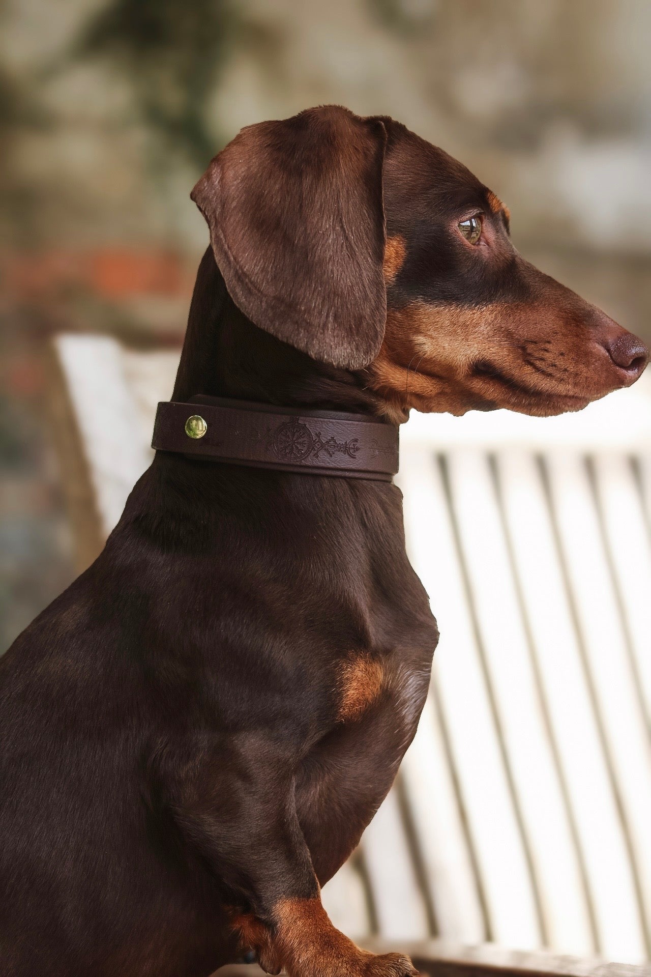 The Dinky Hound