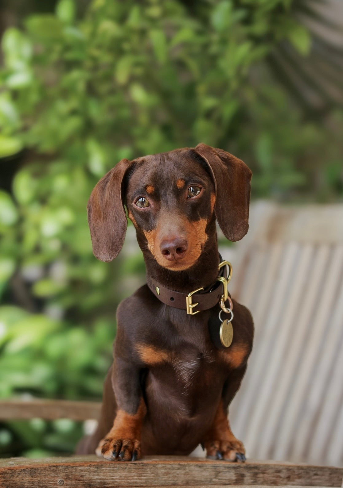 The Dinky Hound