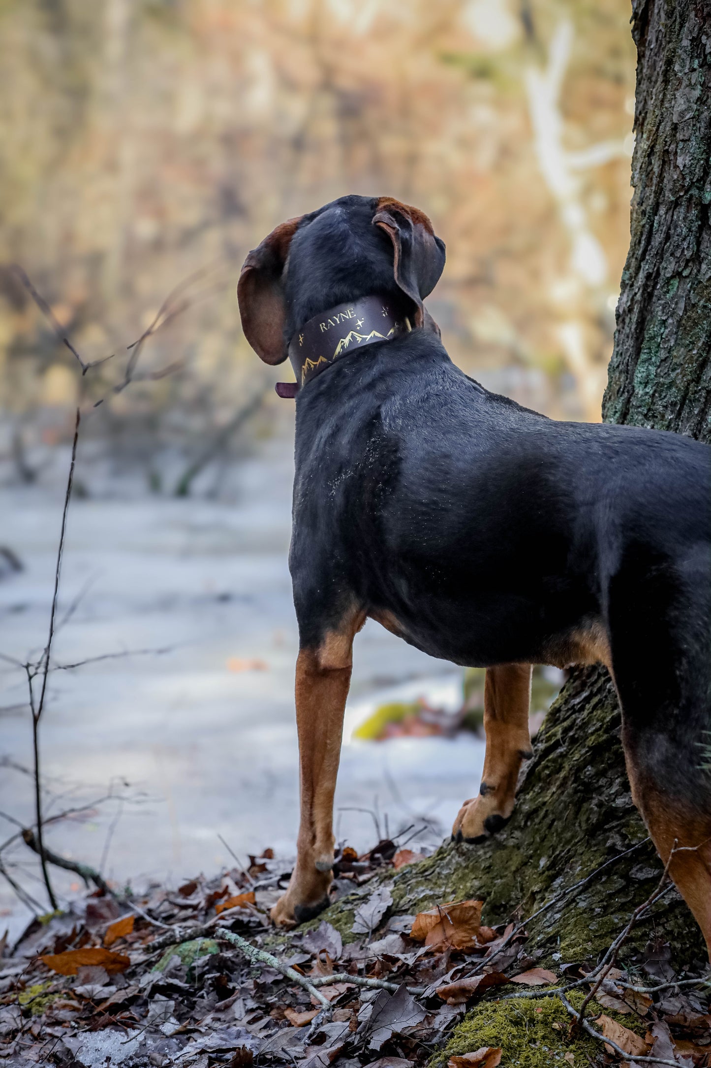 The Houndy Collar