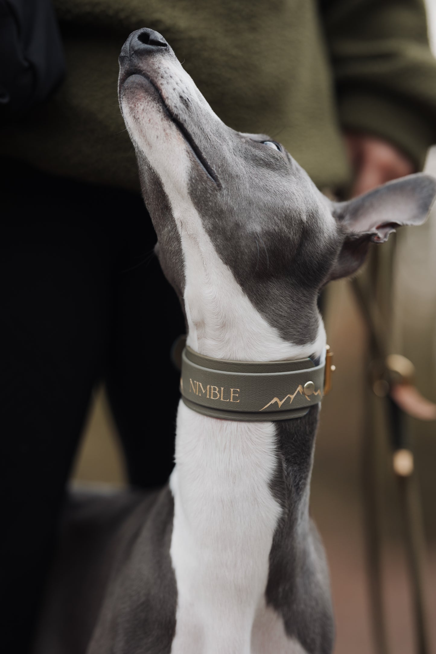 The Biothane Hound Collar