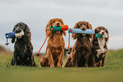 The Gundog Collective