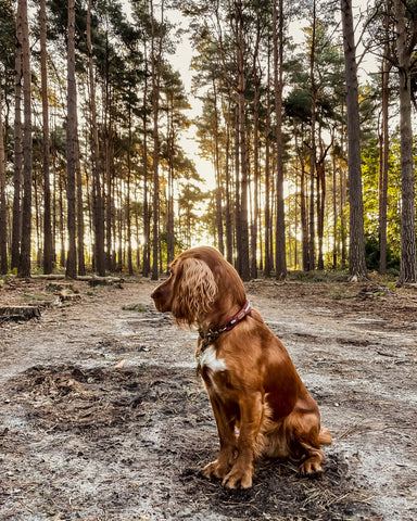 The Original Adventure Rope Collars