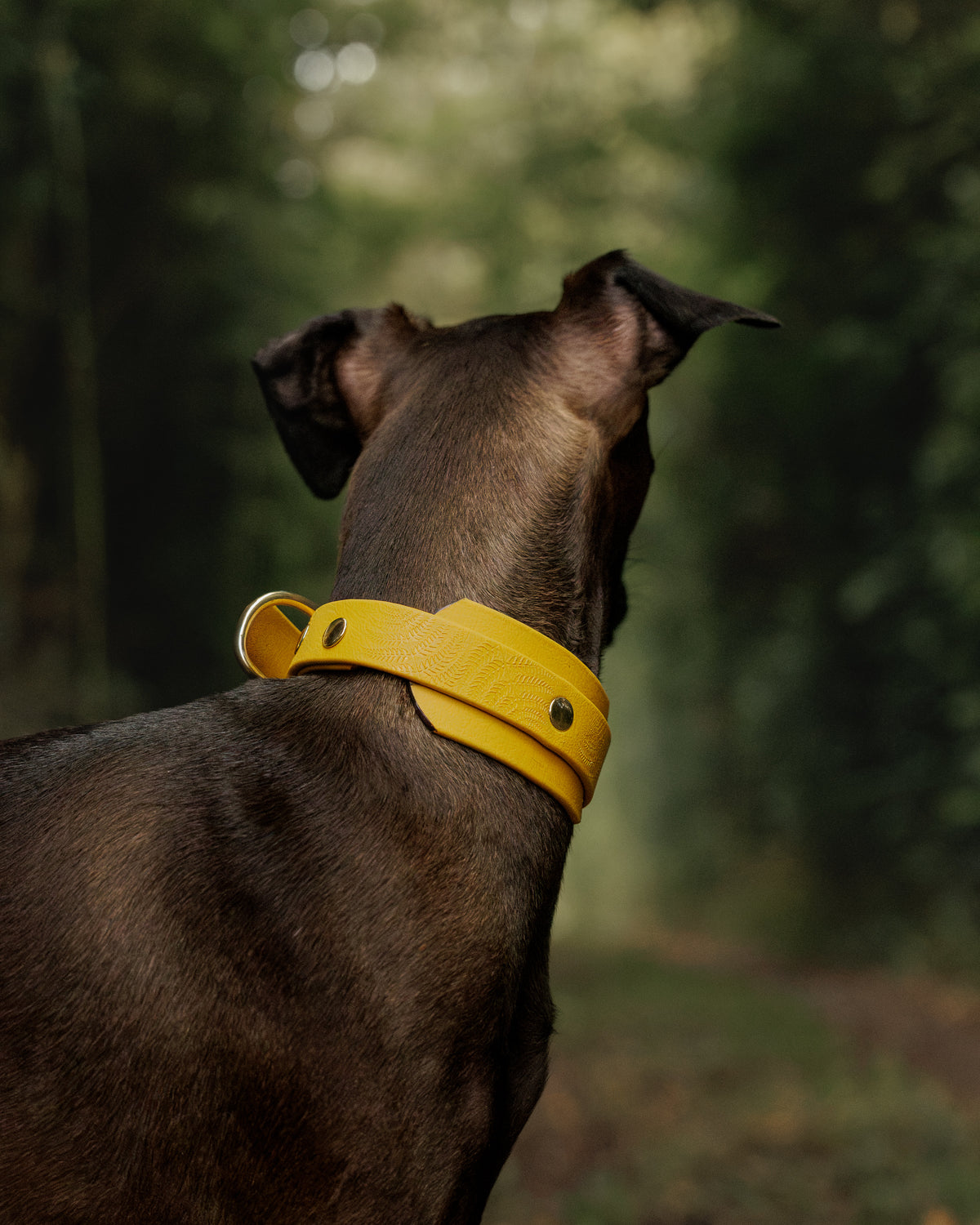 Ochre